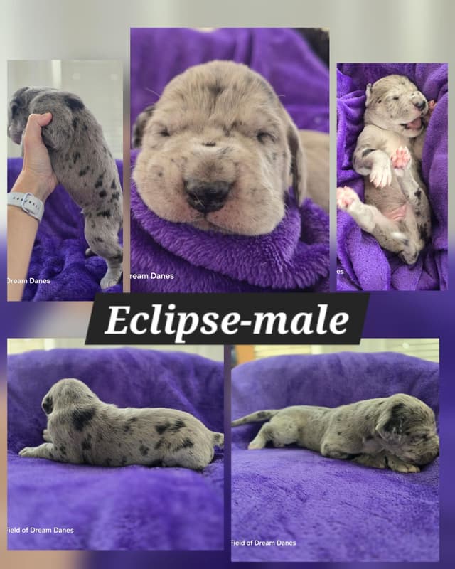Spots and more Spots-Great Dane Puppies media 6
