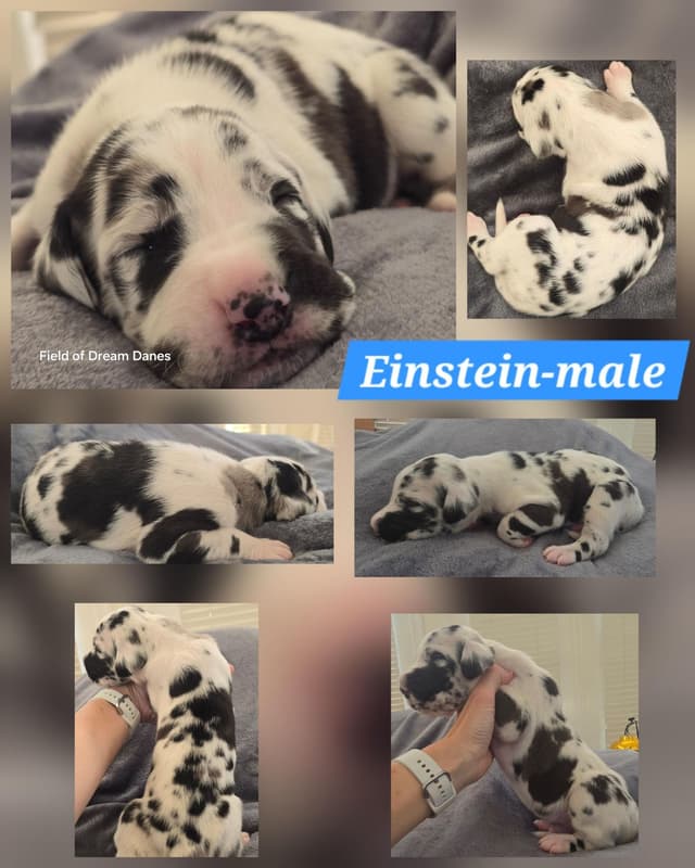 Spots and more Spots-Great Dane Puppies media 7