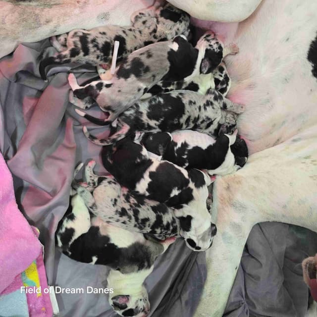 Spots and more Spots-Great Dane Puppies media 2