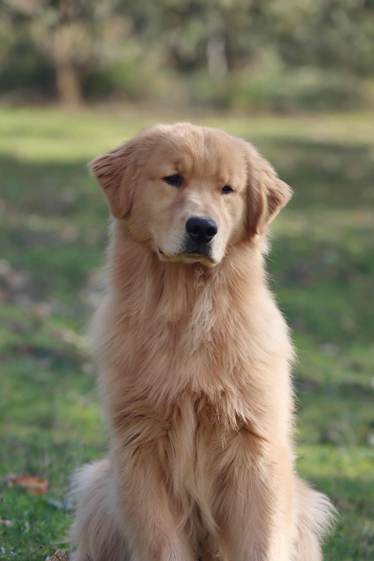 Trained English Labrador breeder image 2