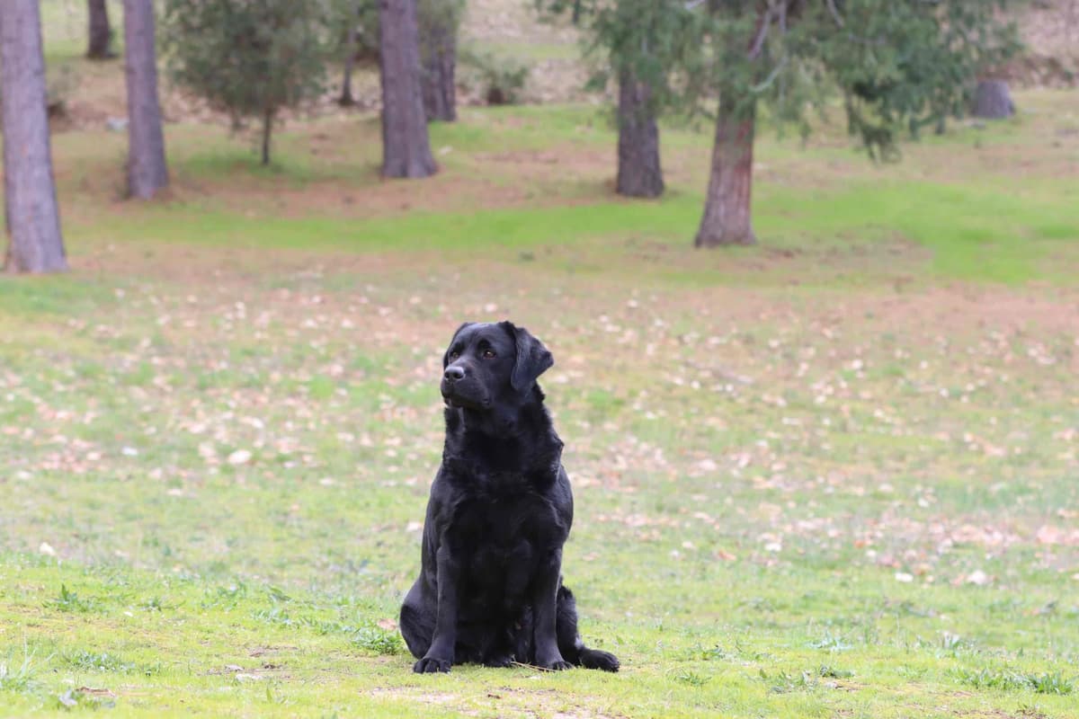Trained English Labrador breeder image 1