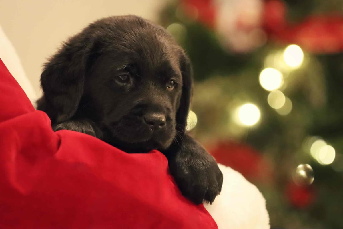 Trained English Labrador breeder image 10