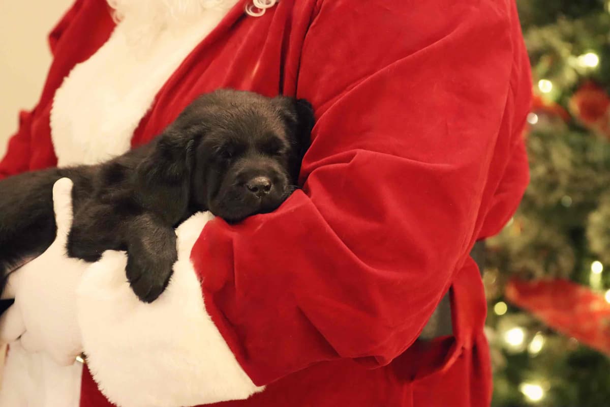 Trained English Labrador breeder image 5