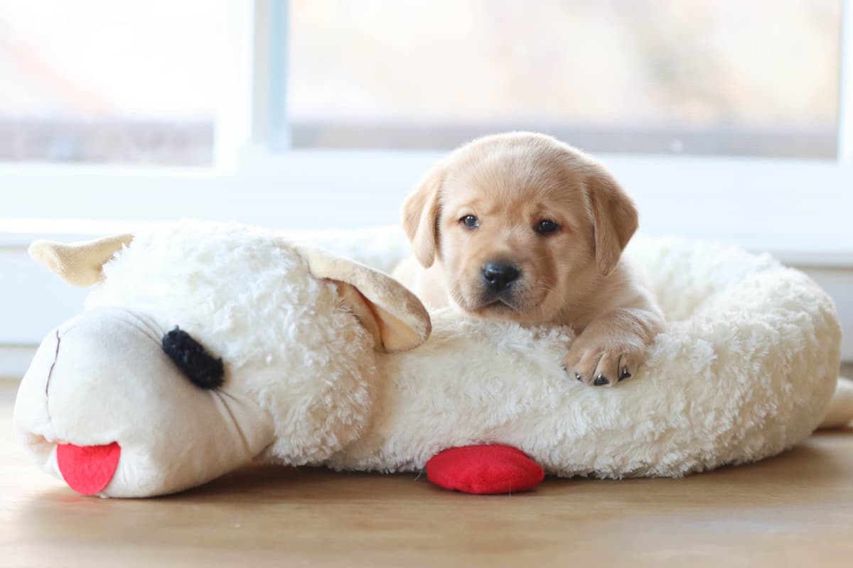 Trained English Labrador breeder image 11