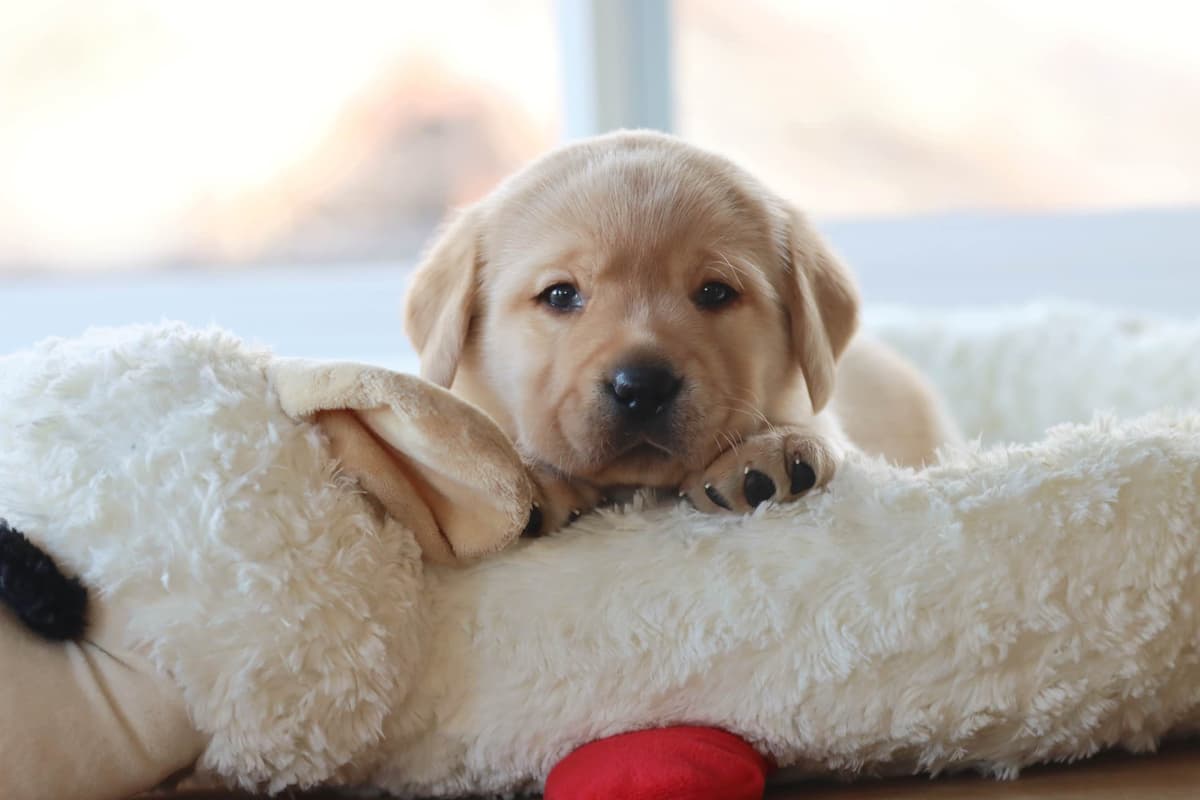 Trained English Labrador breeder image 8