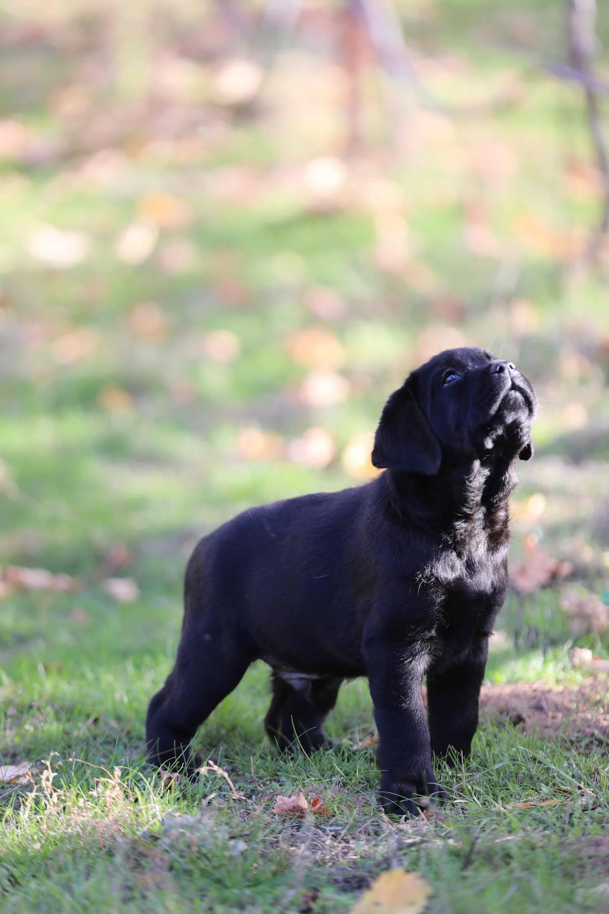 Trained English Labrador breeder image 7