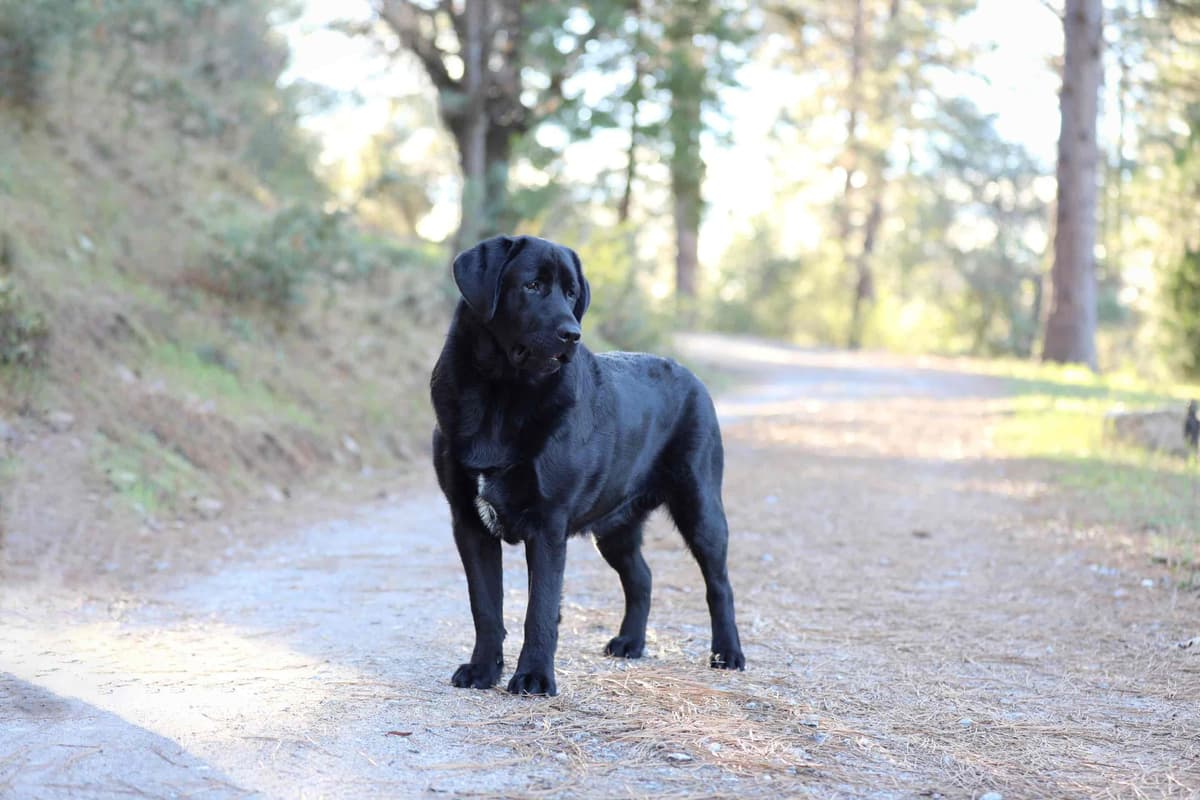 Trained English Labrador breeder image 4