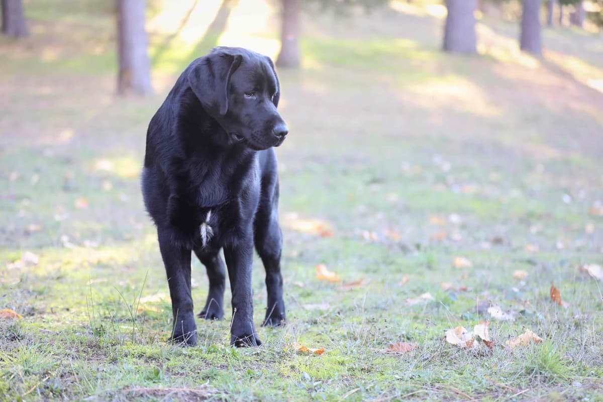 Trained English Labrador breeder image 14