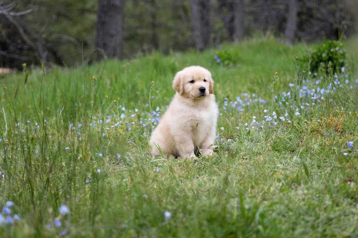Trained English Labrador breeder image 6