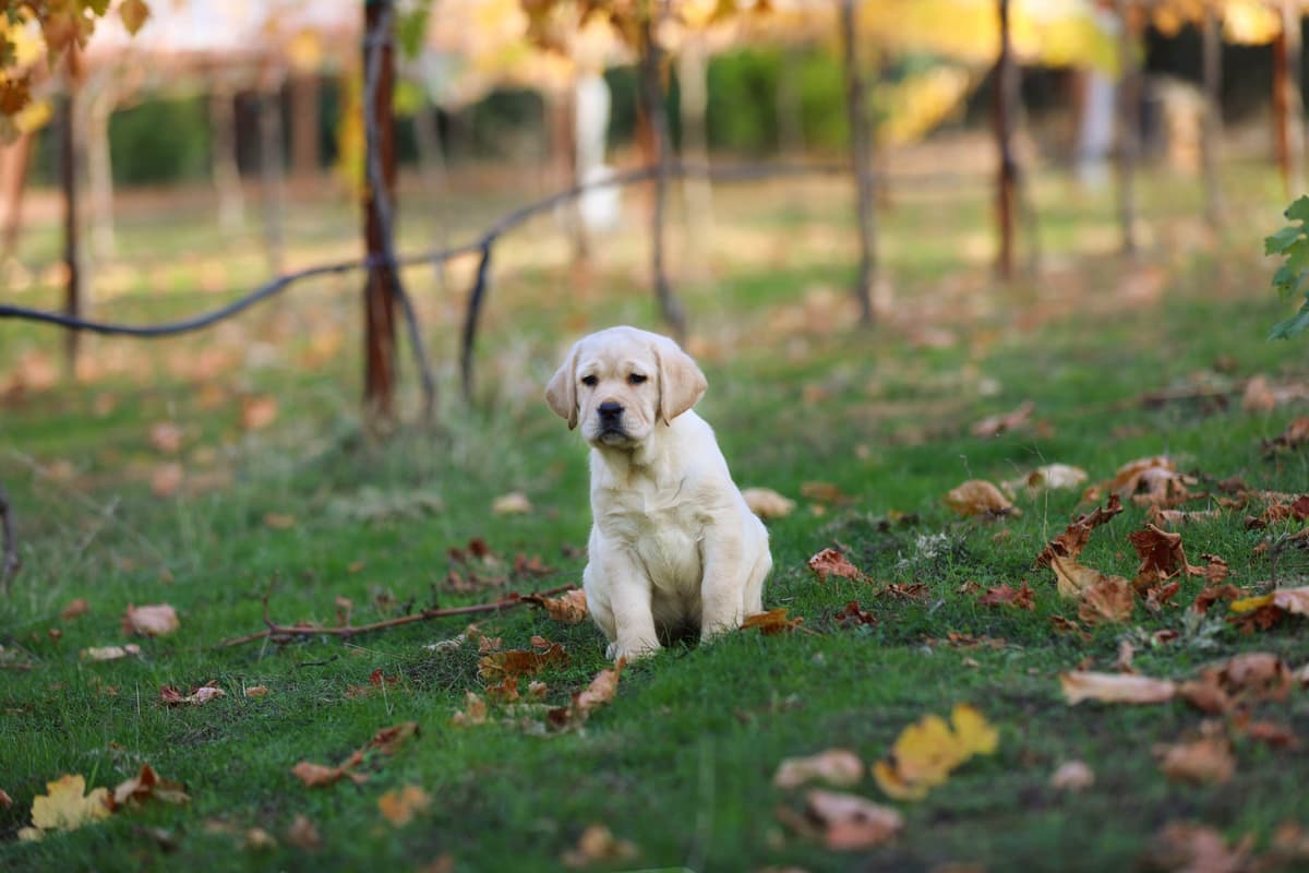 Trained English Labrador breeder image 3