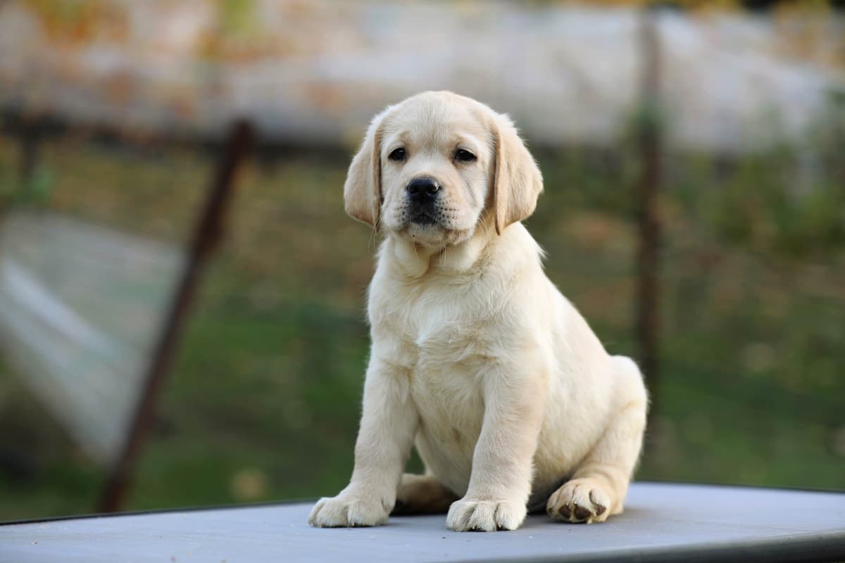 Trained English Labrador breeder image 15