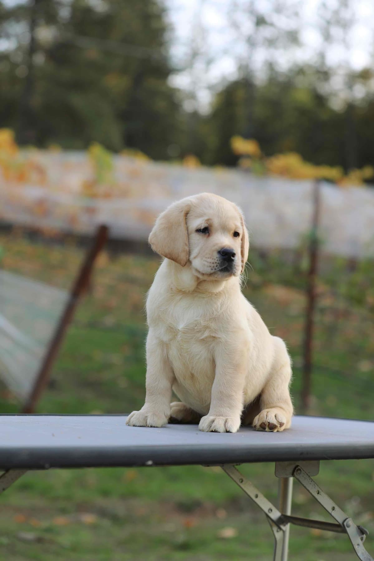 Trained English Labrador breeder image 13
