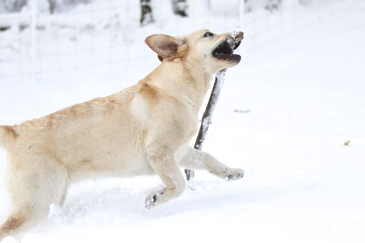 Trained English Labrador breeder image 12