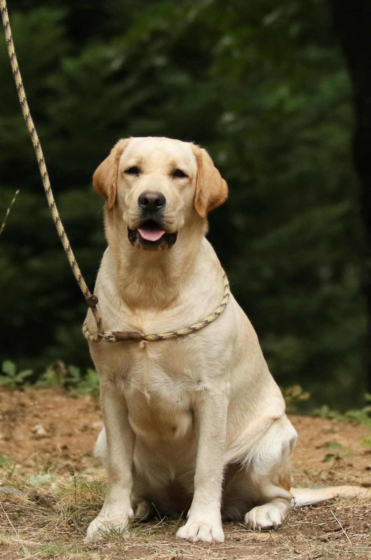 Trained English Labrador breeder image 16
