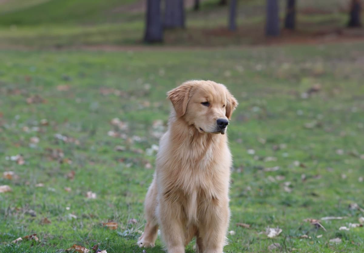 Trained English Labrador breeder image 9