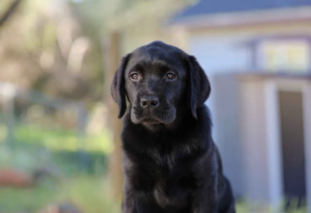 English Labrador Retriever Puppies media 5