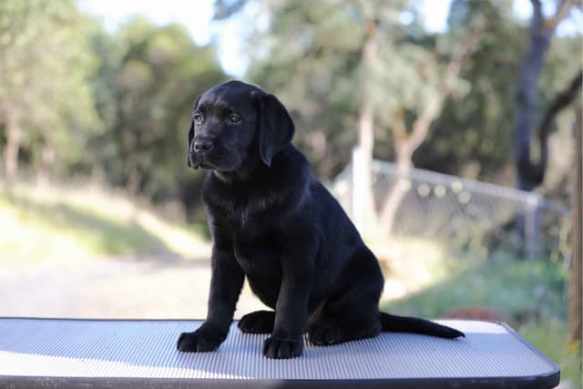English Labrador Retriever Puppies media 6