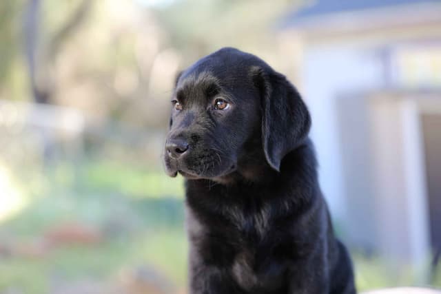 English Labrador Retriever Puppies media 2