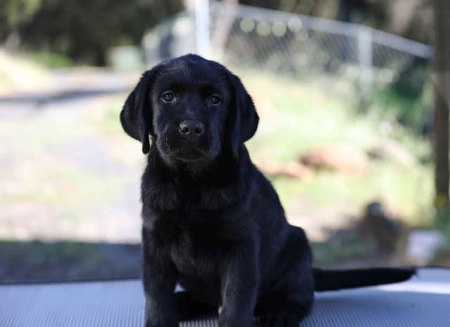 English Labrador Retriever Puppies media 7