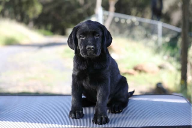 English Labrador Retriever Puppies media 8