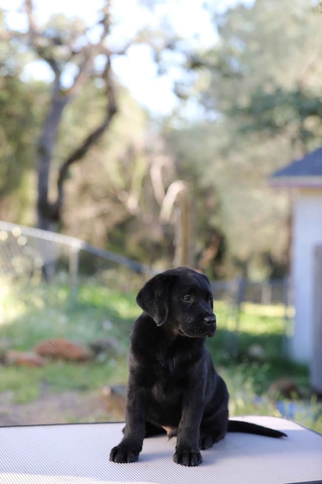 English Labrador Retriever Puppies media 9