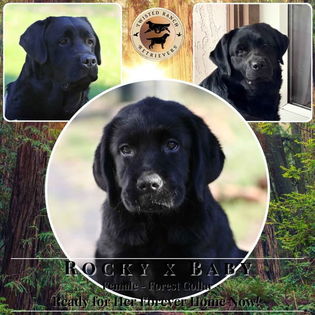 English Labrador Retriever Puppies media 3