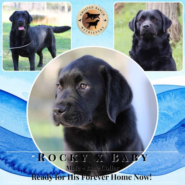 English Labrador Retriever Puppies media 4