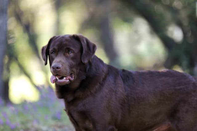 Trained English Labrador media 2