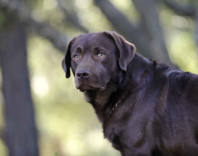 Trained English Labrador media 3