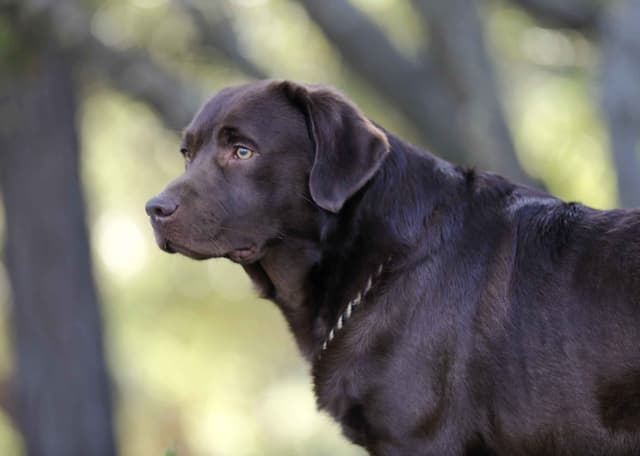 Trained English Labrador media 4