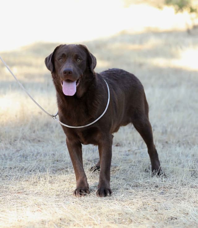 Trained English Labrador media 5