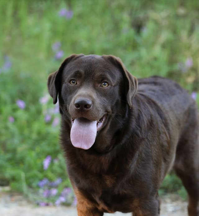 Trained English Labrador media 6