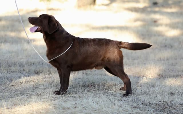 Trained English Labrador media 7