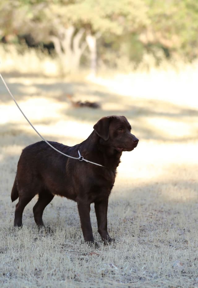Trained English Labrador media 8