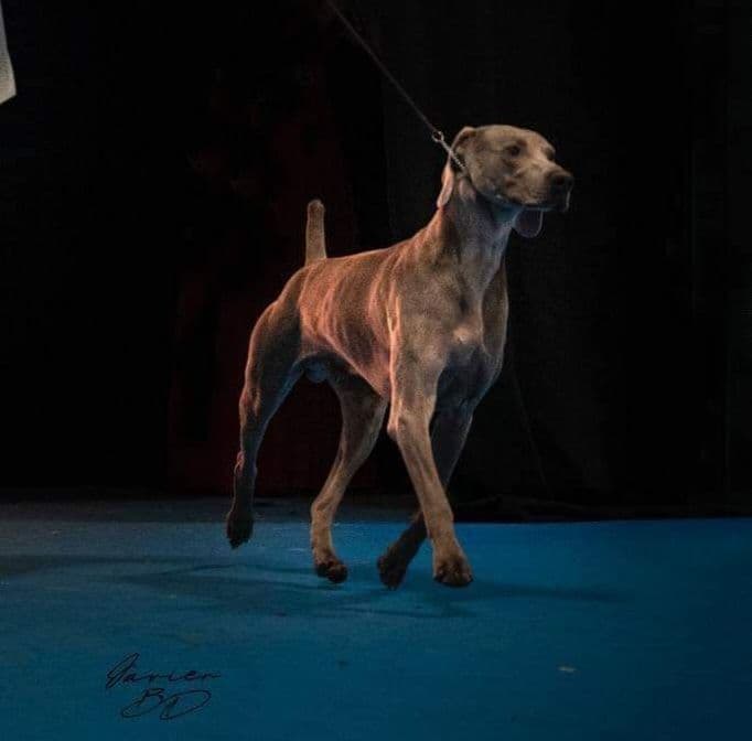 Weimaraner Puppies breeder image 2