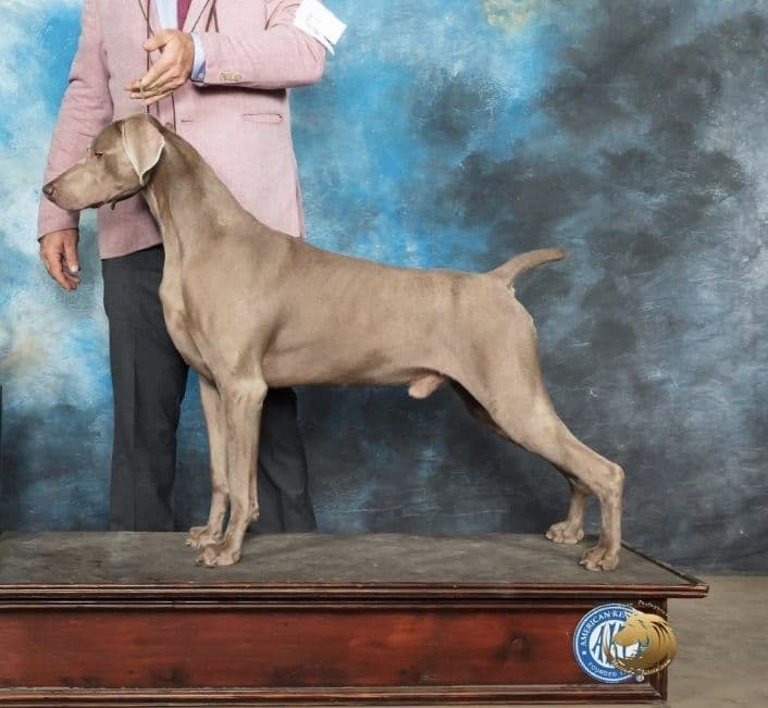 Weimaraner Puppies breeder image 3