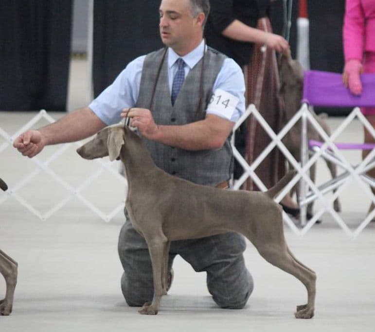 Weimaraner Puppies breeder image 4