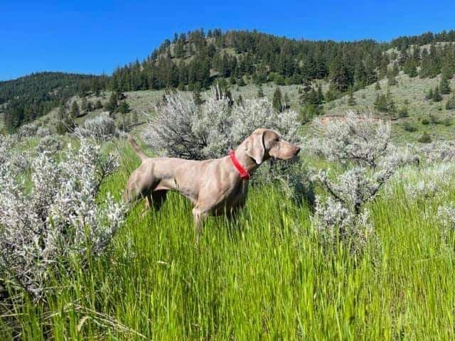 Weimaraner Puppies breeder image 5