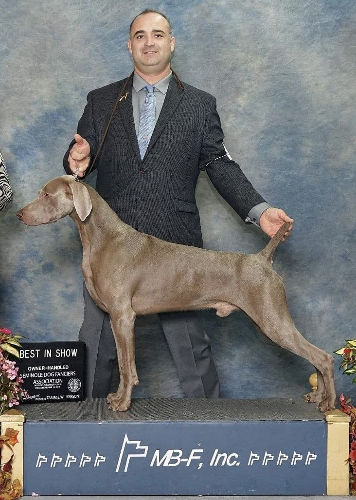Weimaraner Puppies breeder image 7