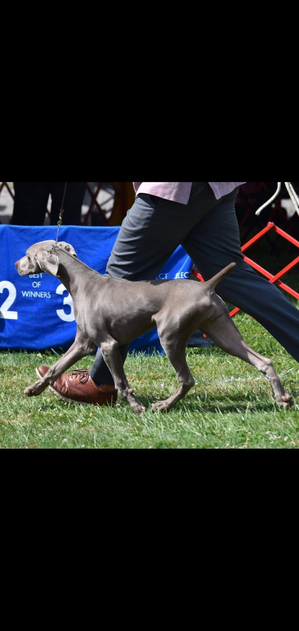 Weimaraner Puppies breeder image 8