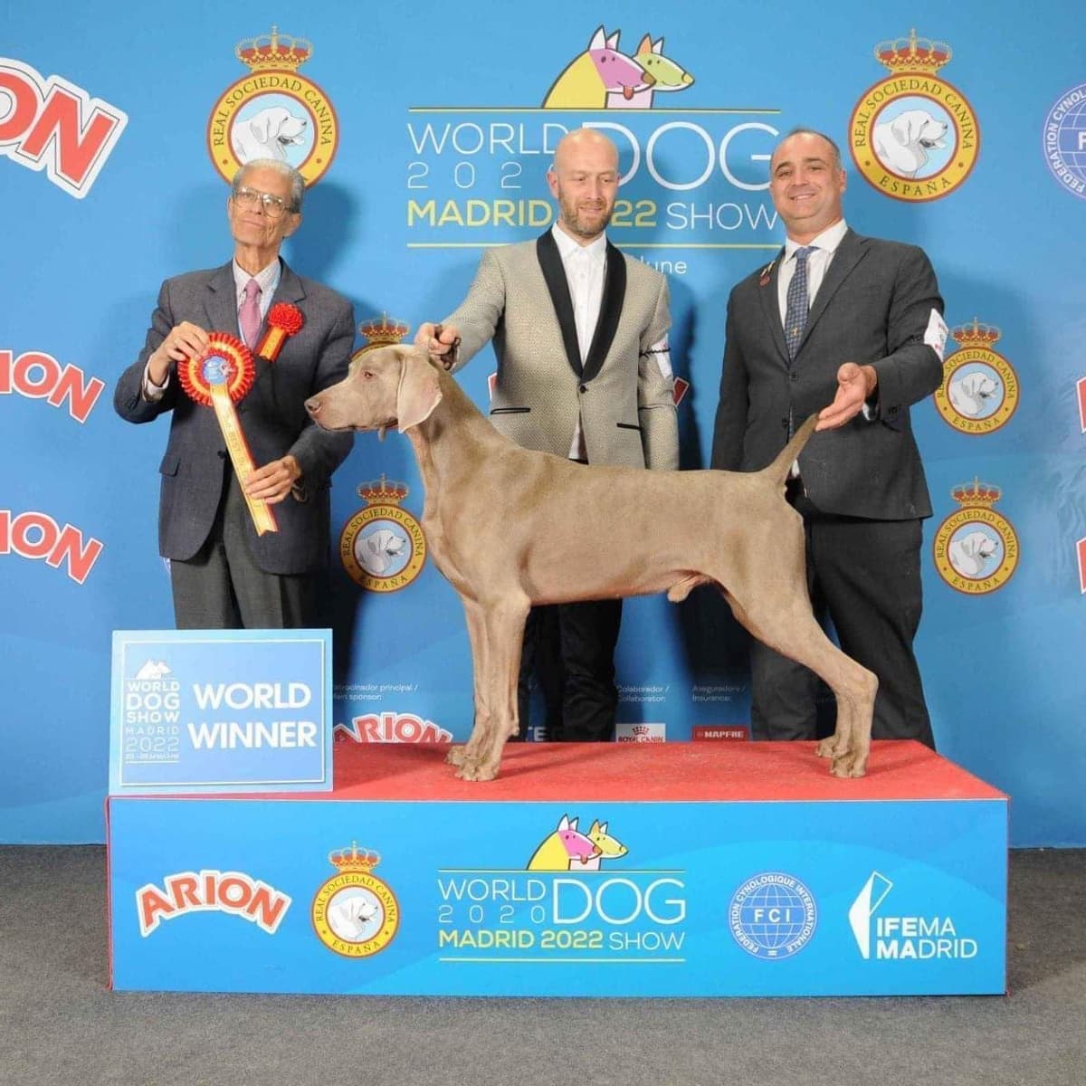 Weimaraner Puppies breeder image 10