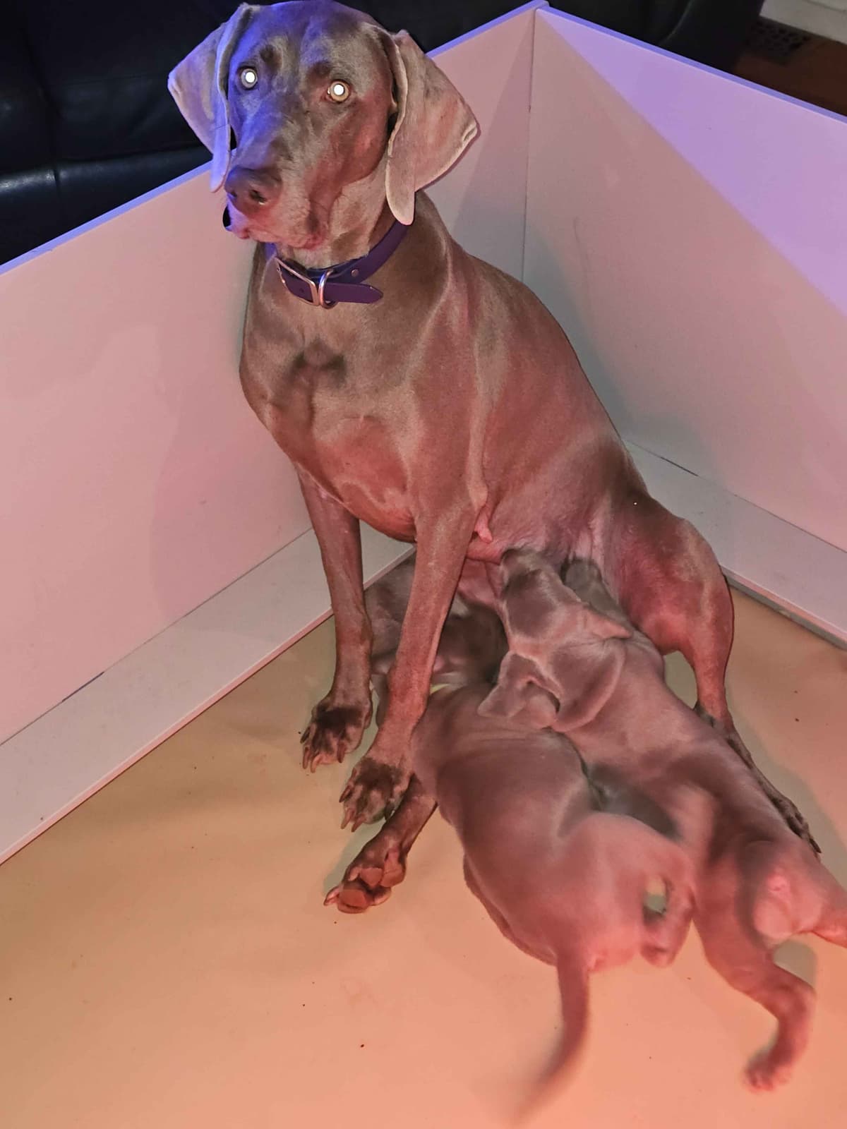 Weimaraner Puppies breeder image 14