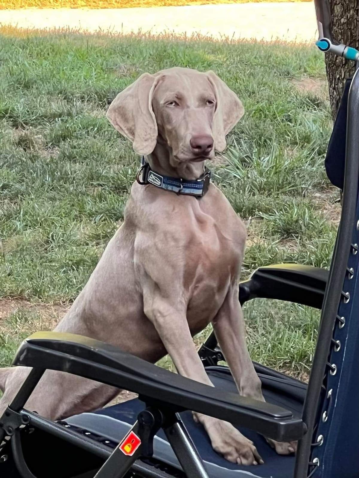 Weimaraner Puppies breeder image 13