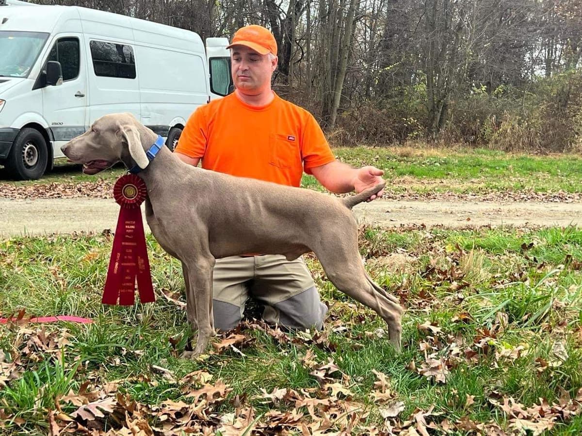 Weimaraner Puppies breeder image 12