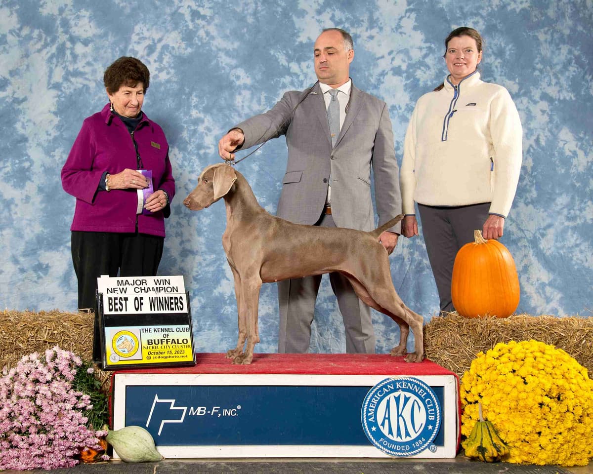 Weimaraner Puppies breeder image 15