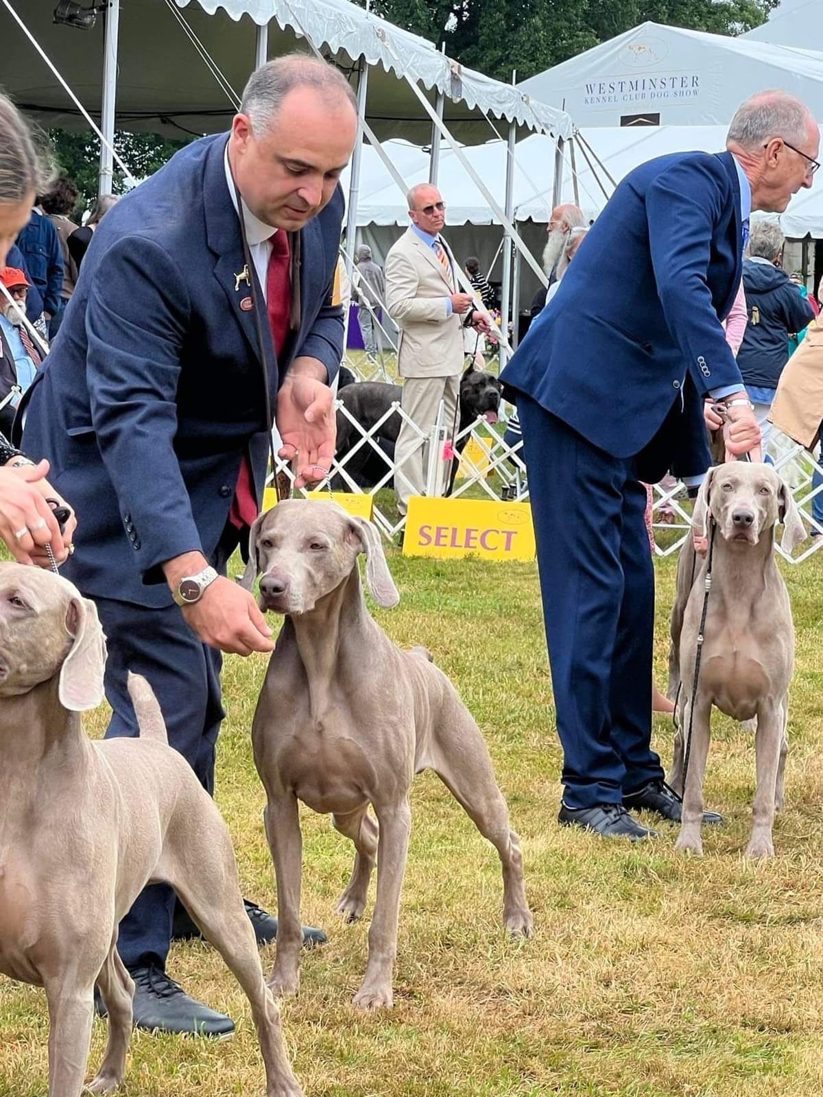Weimaraner Puppies breeder image 16