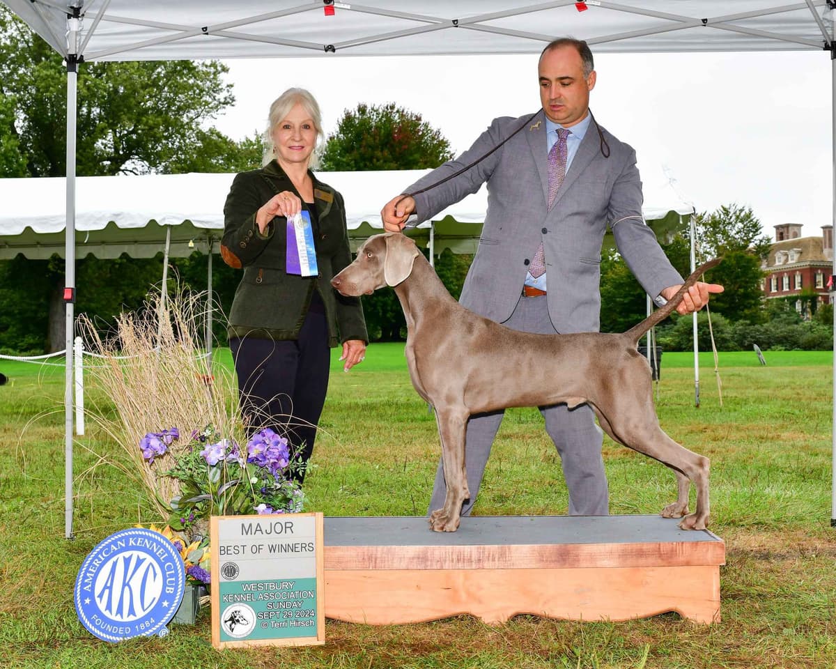 Weimaraner Puppies breeder image 19