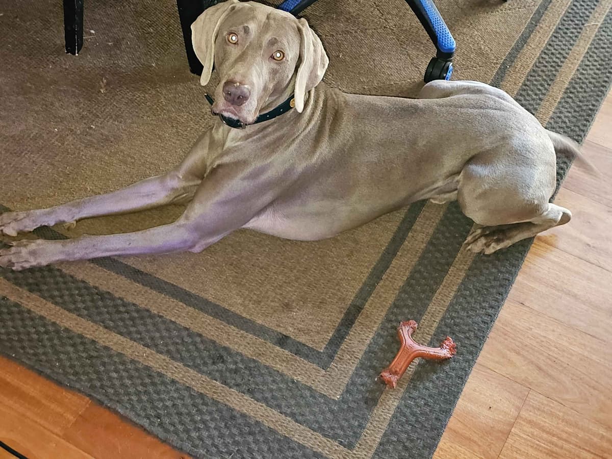 Weimaraner Puppies breeder image 18