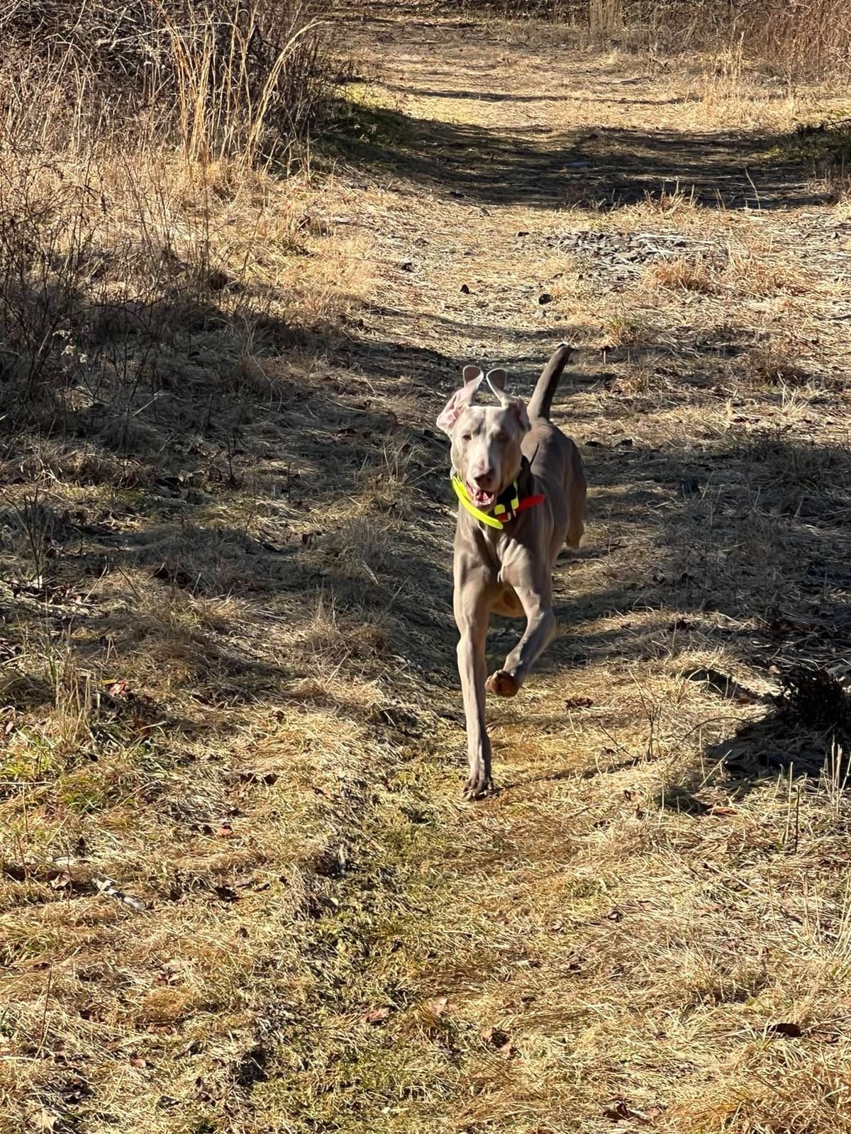 Weimaraner Puppies breeder image 20