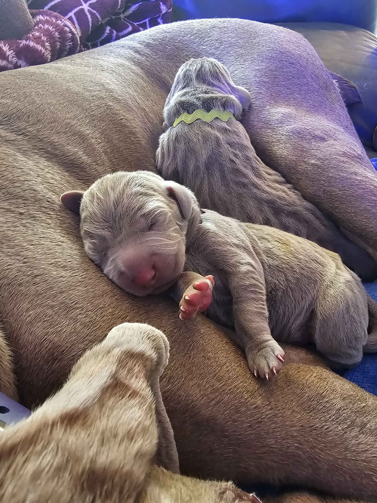 Weimaraner Puppies breeder image 22